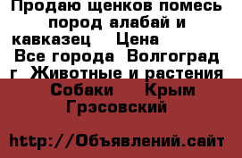 Продаю щенков помесь пород алабай и кавказец. › Цена ­ 1 500 - Все города, Волгоград г. Животные и растения » Собаки   . Крым,Грэсовский